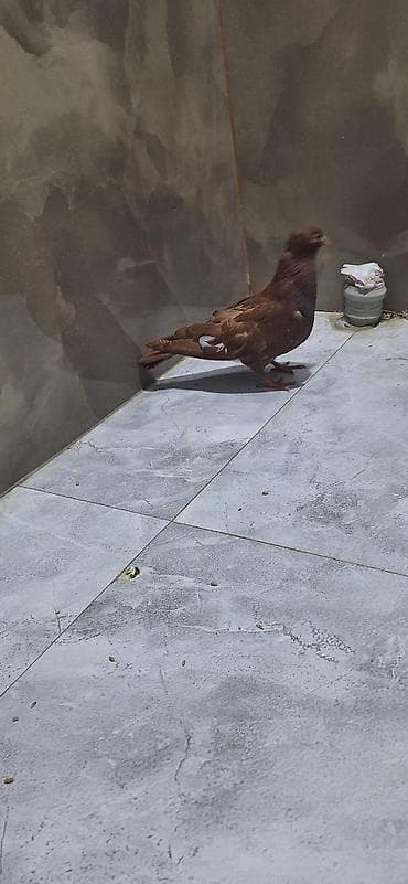 goyərcin yumurta: Cütdülər yumurtaya döyüllər Xüsusiyyətlər: - Növ: Ev/şou tipli — 3