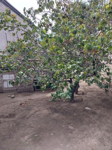 sabuncu qəsəbəsi: 65 sot, Tikinti, Makler, Kupça (Çıxarış) — 1