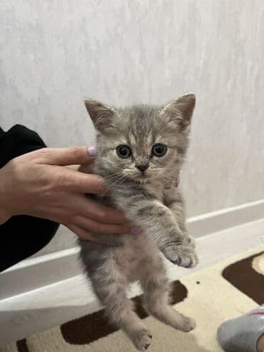 Şinşilla, Erkək, Yaxşı əllərə