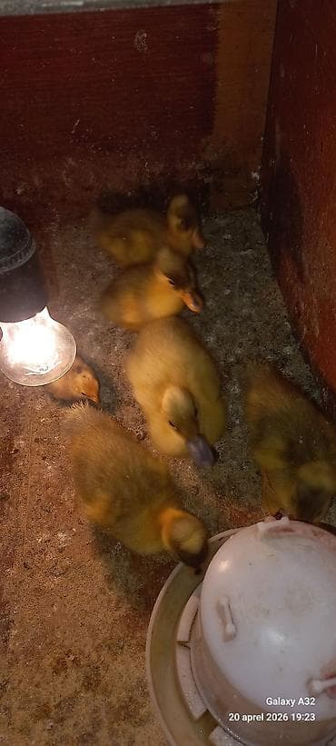 ag xoruz: Məhsul: Toqquzqulaq (crested) ördək balaları və damazlıq sürünün nəsli — 5