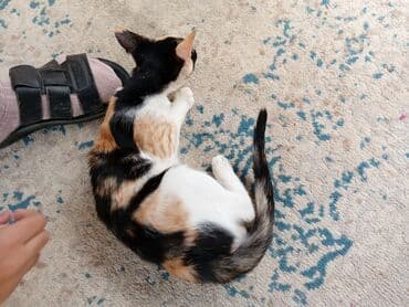 купить кошку в баку: Самка, В добрые руки, Самовывоз — 3