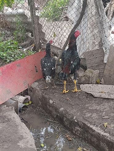Toyuq, Damazlıq, Ödənişli çatdırılma