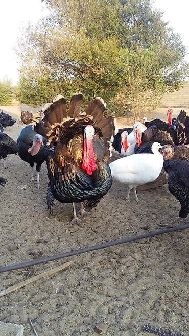 Heyvanlar: Erkək, Damazlıq — 1