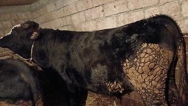 it sekilleri balaca: Məhsul: Qaramal (öküz/inqilis növünə bənzər, qarışıqtük rəngli) — 10