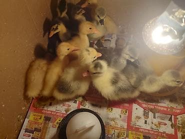 kafkaz coban iti: Gaz balaları 10 günlük- 5 edet ördək -10 edet — 1