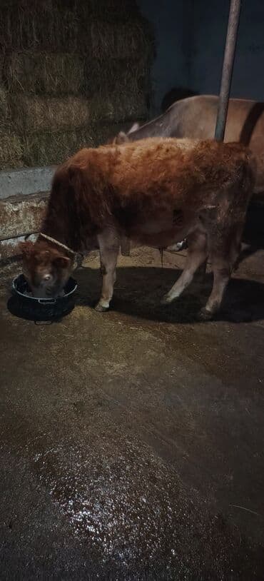 cins inekler azerbaycanda: Satılır erkək dana ünvan Novxani — 2