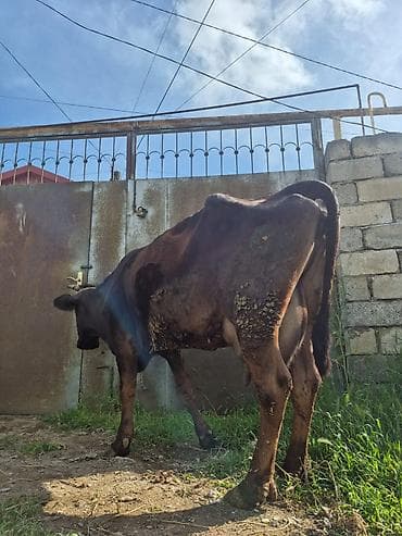 inək: Dişi, il: 2, Südlük — 1