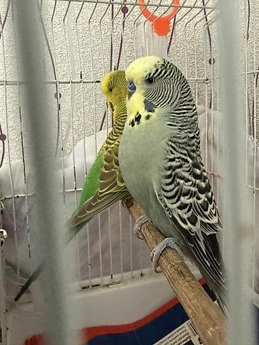 Akvariumlar: Cüte hazır temiz qan çex quşlardır ve ırı quslardır 1,5 ıllıkdır dısı — 2