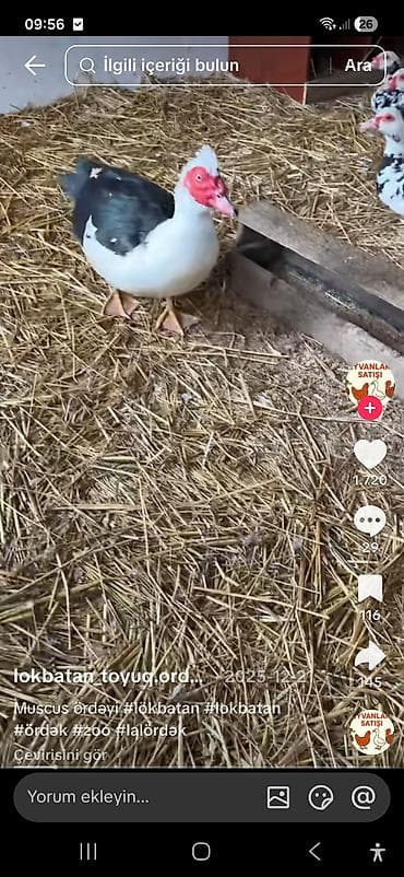 xaski sekilleri: Muscovy (ləl) ördəkləri və balaları 20günlük - Cins: Muscovy/ləl — 2