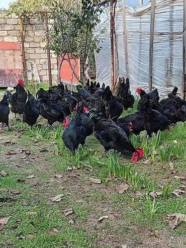 essek sudu satilir: Avstralop toyuqlarının mayalı yumurtası.Qiymət 80 qəpik — 8