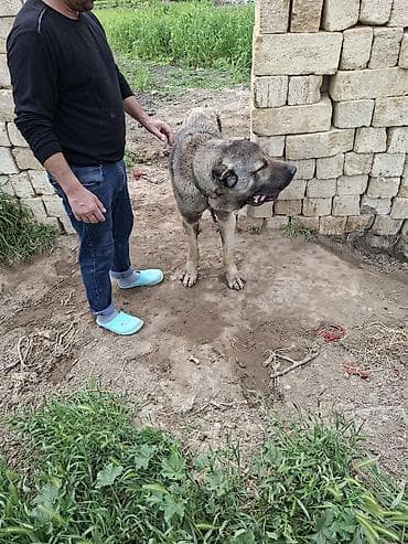 zvanok iti satilir: Salam it satılır qimət sondu 450 manat qiməte görə yazmayın — 5