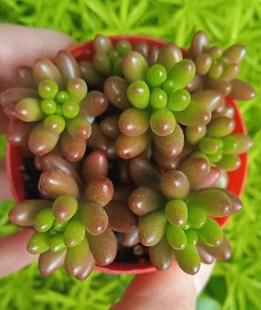 Sedum rubrotinctum “Jelly Bean” sukulenti – dekorativ miniatür qabda