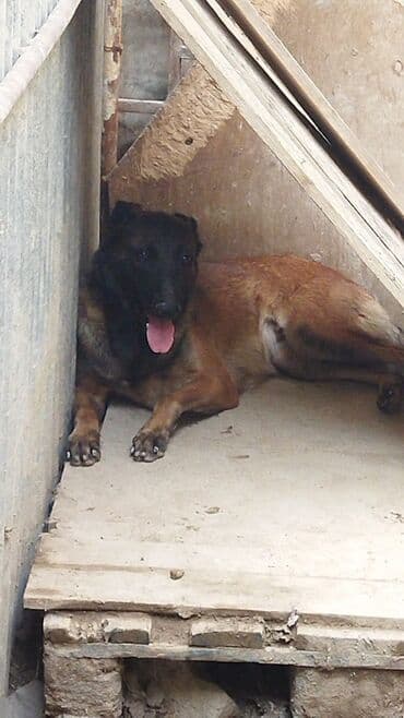 купить собаку малинуа: Belçika çoban iti, Dişi — 3