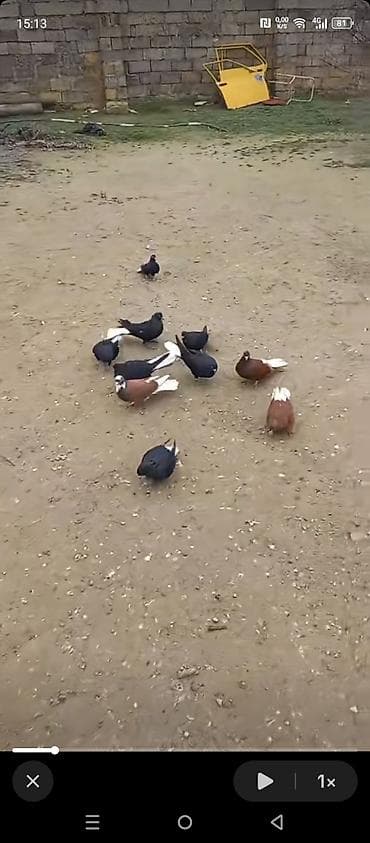 Heyvanlar üçün mallar: Gördüyünüz ağ quyruglar satılır 10 ədədi 110 manat real alıcıya cüzi — 2