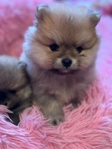 şotland pişiyi bala: Şpitz, 2 ay — 3