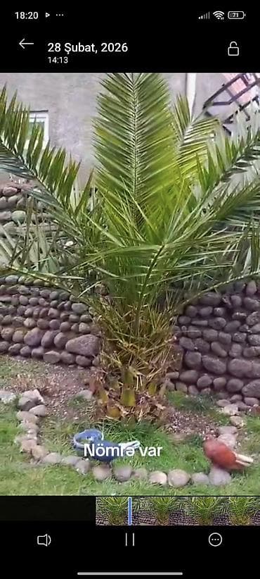 dekor sekilleri: Bağ üçün dekorativ xurma/palma ağacı - Növ: dekorativ palma (xurma — 2