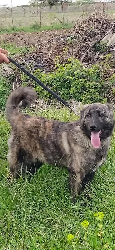 zvanok itləri: Alabay, 6 ay, Dişi, Peyvəndli, Ödənişli çatdırılma — 3