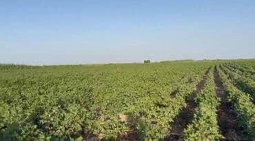 kiraye evler 3 otaqli: 150 HEKTAR ƏRAZİ satılır İMİŞLİDƏ 110 HEKTAR Mülkiyyət Əkin — 10