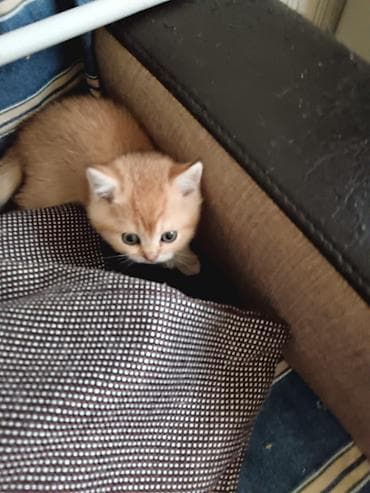 Pişiklər: Britan — 4