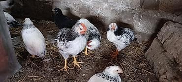 naxcivan heyvan bazari: Toyuq cücələri, Ətlik — 6