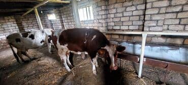 Salam temiz cins hem südlük hem etlik damazliq duye satiram.diri ceki lalafo.az -da Salam temiz cins hem südlük hem etlik damazliq duye satiram.diri ceki