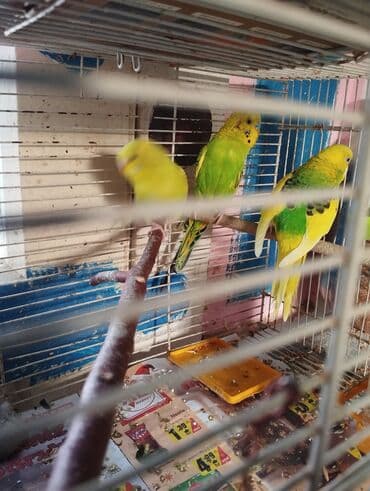 Gəmiricilər: Cüt papuqaylar 1 bala ana ata real alıcıya razılaşma olacaq buyurub — 2