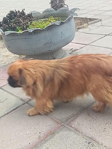 Gəmiricilər: Pekines — 5