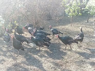 etlik inek cinsleri: Erkək, Ətlik — 1