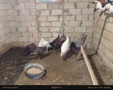 turac quş: Qarişiq heyvanlardi satilir catdirilma yoxdu kim istese gelib baxa — 2