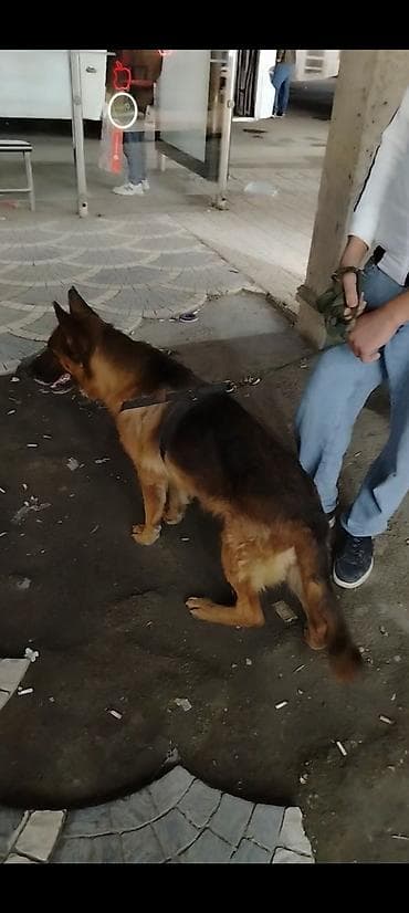 coban: Alman çoban iti, 2 il, Dişi, Peyvəndli, Pulsuz çatdırılma — 7