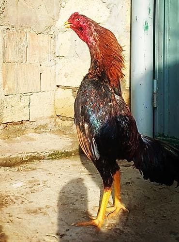 9 aylıq heyvandı təmiz qan təmiz cins axdaralara gəlsin 1 dəfə ayaqı