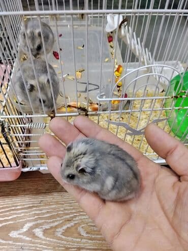 balaca it sekilleri: Xamyak cunqarik bir cut ag vəya boz: Bir qəfəs bir kq yem iki aylıq — 4