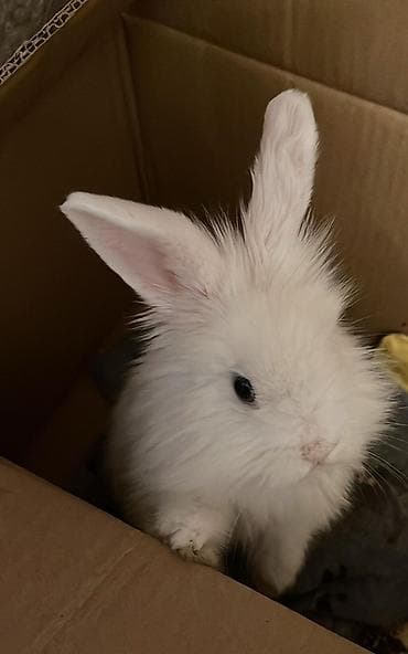 it satisi 2020: “AŞAĞI YERİ VAR” Ağ tüklü karlik dovşan - Rəng: tam ağ, yumşaq və — 2