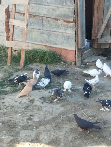 золотистый ретривер цена в баку: 3 sarı bir kekilli boynu güllü Erkey hamsi cutdu — 3