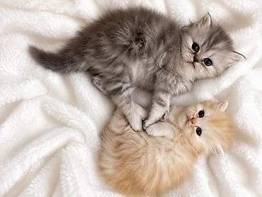 qazel heyvan: Fars, Yaxşı əllərə — 1