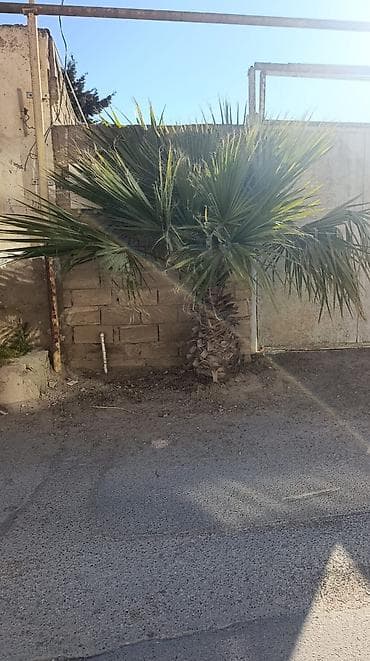 Aşinqton palma 2ədəd