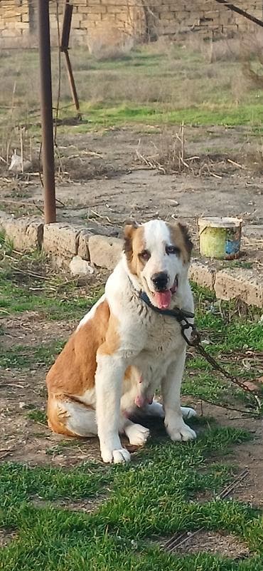 şpits itleri: Alabay, 3 il, Dişi, Peyvəndli — 4