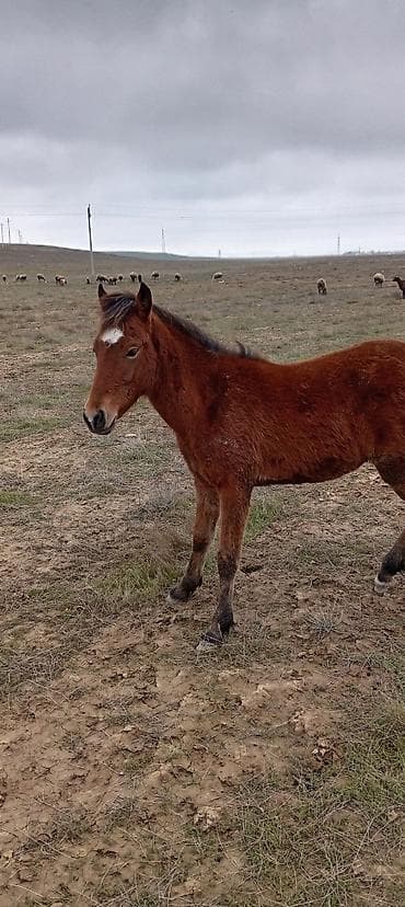 balaca atlar: Satılık at balası - Cins: yerli tip poni/at balası - Rəng — 2