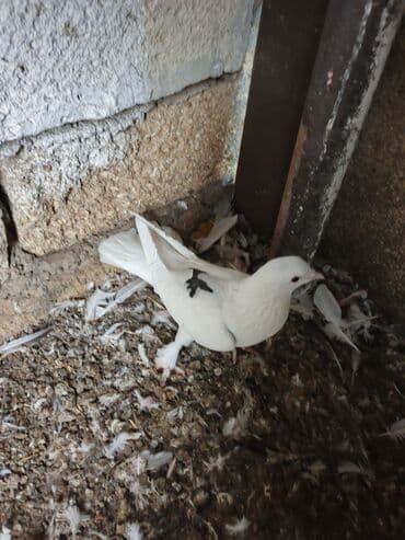 goyercin parkta tapilib sahibi axdarilir: Məhsul: Bəzək göyərçini Təsvir: - Rəng: əsasən ağ, kürəyində kiçik — 4