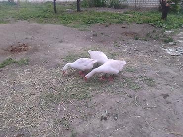 doyuşkən xoruz: Erkək, Yumurtalıq, Ünvandan götürmə — 2