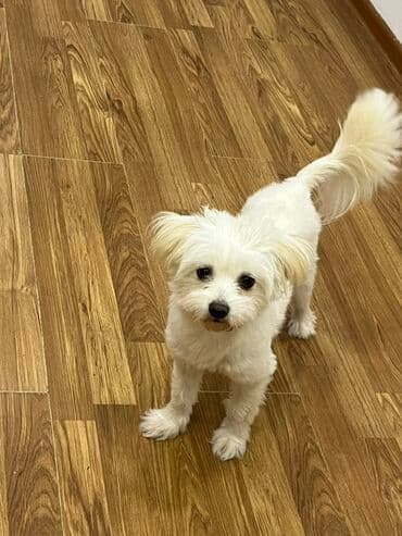 cütleşdirilir: Malta bolonka — 2