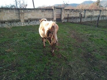 Mal-qara: Salam alekum. smental danadi. 8 ayliqdi — 3