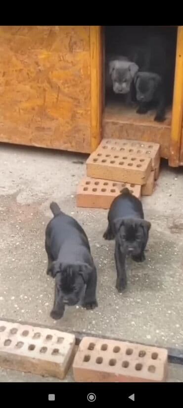 кане корсо цена: Kane-Korso, 1 ay, Sənədli, Ünvandan götürmə, Pulsuz çatdırılma, Ödənişli çatdırılma — 11