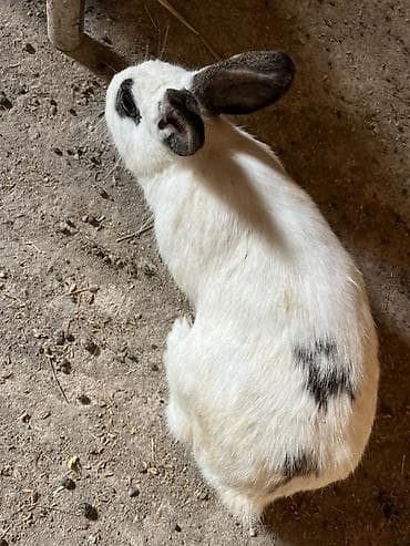 Akvariumlar: Ağ-qara rəngli ev dovşanı - Cins: qarışıq ev dovşanı - Rəng: ağ fon — 4