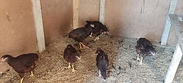 lalafo.az atlar: Temiz cins redayland 3 ayliq kom sekilde satilir — 2