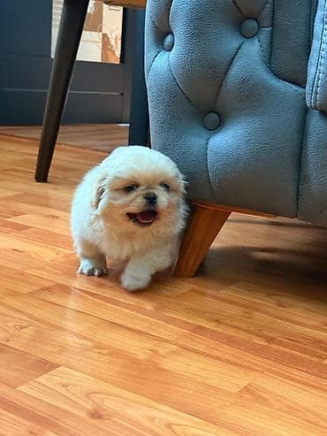 doyus itleri: Pekines, 2 ay, Erkek, Ünvandan götürmə — 4