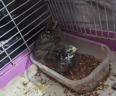 goyercin damı: 1 cüt çin bildirçini satılır qiyməti 40 m Barter olar baxır təklifə — 2