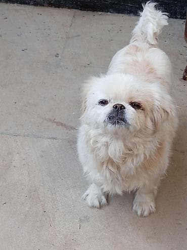 afçarka balası satışı: Pekines — 7