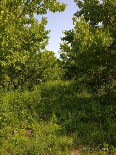 ev alqı satqısı və kirayəsi: 241 sot, Biznes üçün, Mülkiyyətçi, Kupça (Çıxarış), Texniki pasport — 9