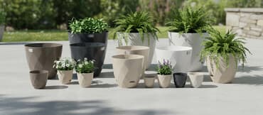 kaybolan yıllar 50: Dibcek Dibcek qabi yumru aq rengli gul.qabi yumru aq rengli dibcek — 1